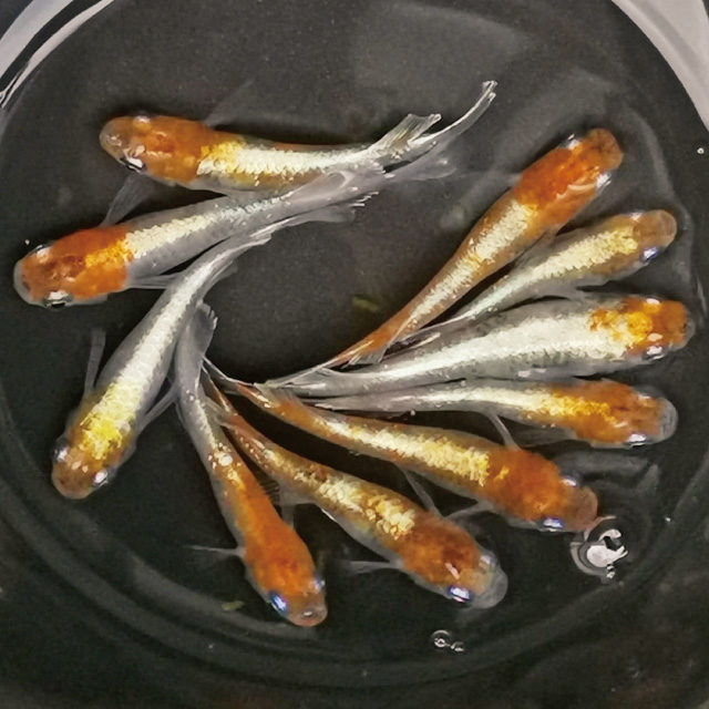 メダカ専門店 根来めだか